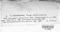 Pruniphilomyces circumscissus image